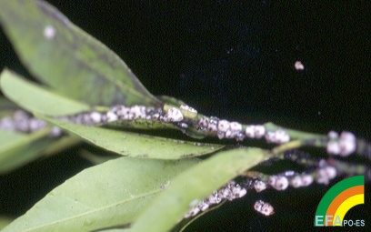Ceroplastes sinensis (Caparreta Blanca) - Colonia de hembras en brote de cítrico.jpg